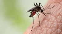 Los casos de dengue en el NEA ponen en alerta a Tucumán