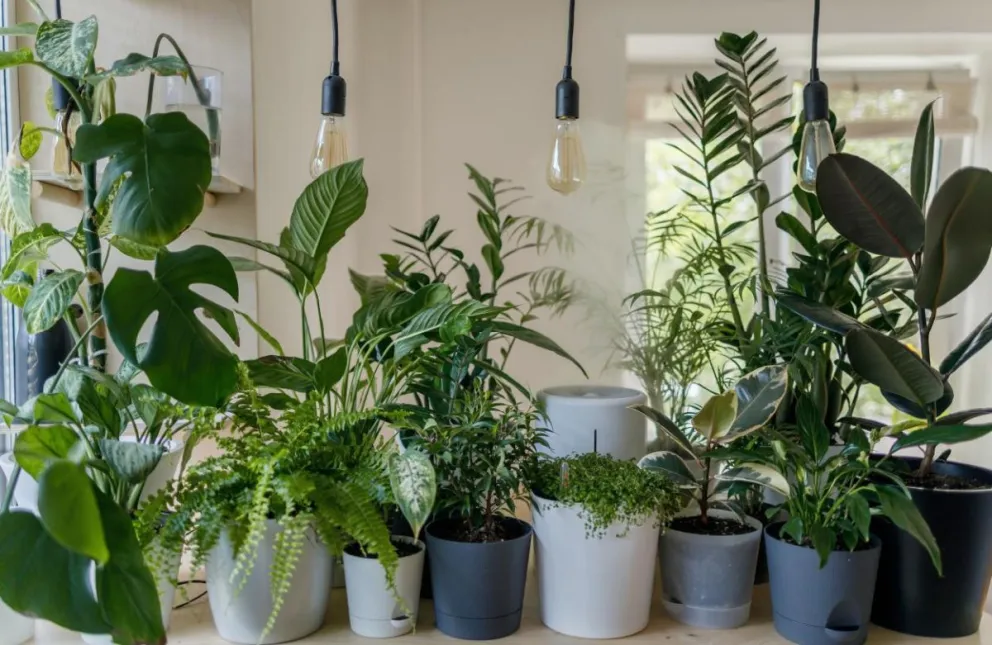 10 plantas para jardines y terrazas que apenas necesitan riego