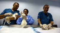 Tres leones blancos nacieron en un zoológico de Venezuela