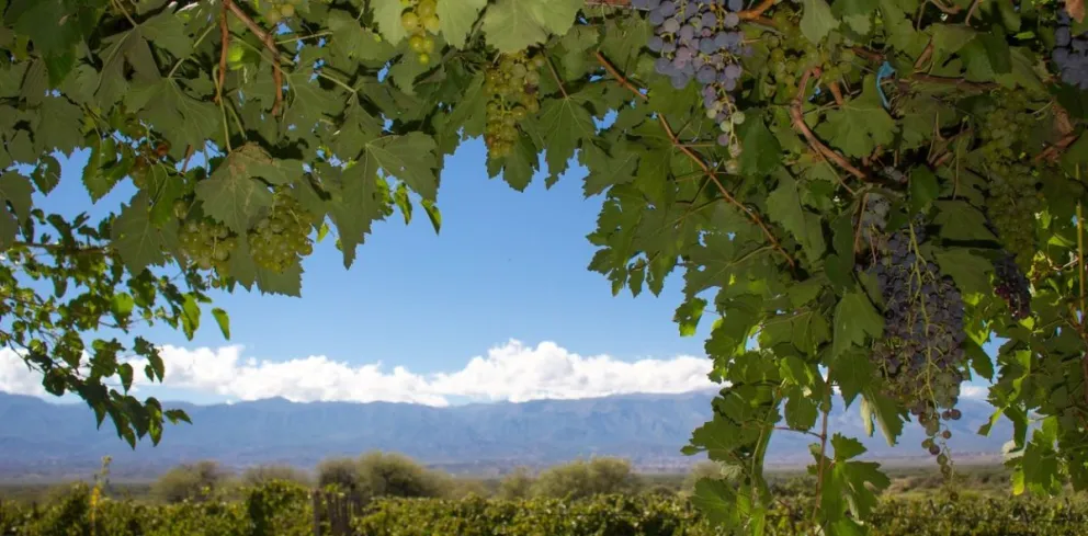 Escapadas: la Ruta del Vino de Tucumán para disfrutar el fin de semana largo