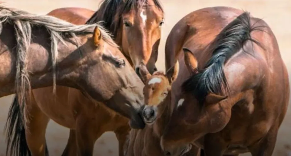 Preocupa en Argentina la enfermedad que afecta el sistema nervioso de los caballos