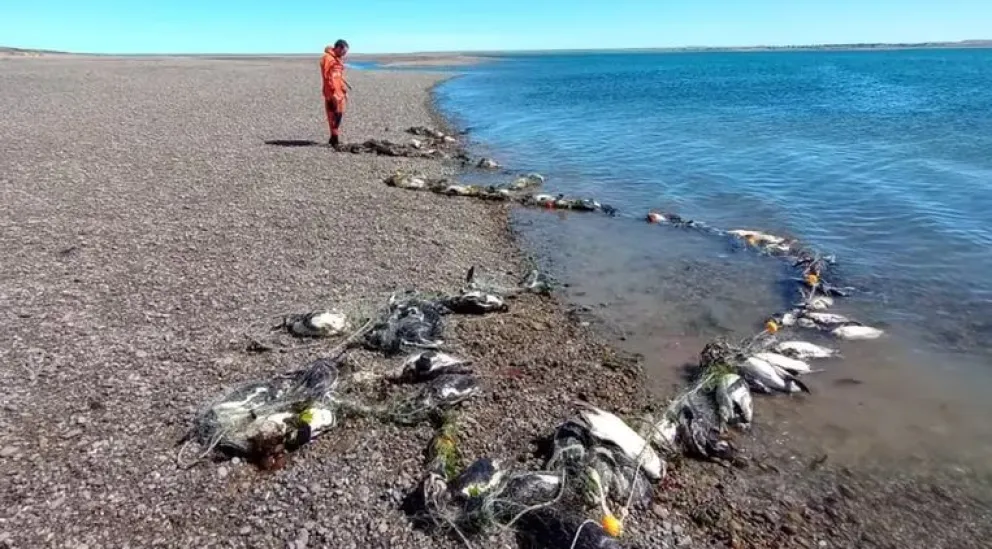 Más de 130 pingüinos aparecieron muertos en las costas de Santa Cruz