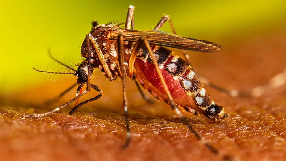 Una mujer murió por dengue en Misiones