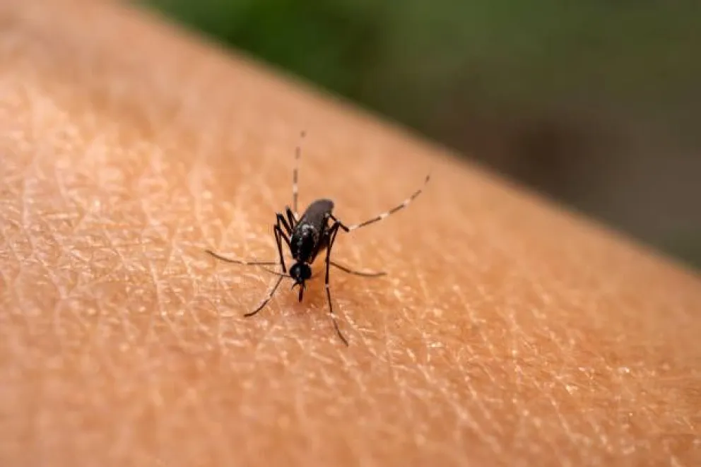 Dengue: se reportaron más de 63 mil contagios y 31 muertos en la última semana. (Foto: AFP)