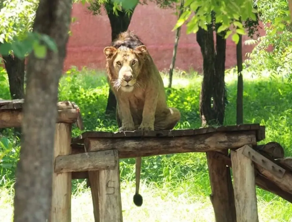 MALA IDEA. El intento del turista de sacarse una foto en la jaula de los leones de un zoo en India terminó de la peor manera.